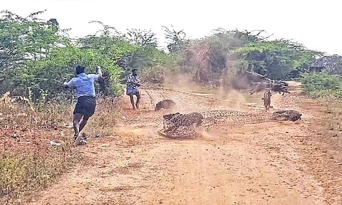 சுற்றித்திரிந்த பன்றிகளை வலை வைத்து பிடித்தனர்.