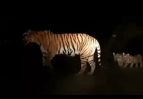 கடம்பூர் வனப்பகுதியை பற்றி தவறான வீடியோ வெளியிட்டால்வனச்சட்டத்தின் கீழ் நடவடிக்கை எடுக்கப்படும்