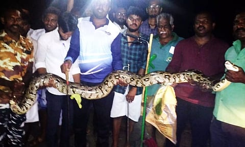 பிடிபட்ட  மலைப்பாம்பு வனத்துறையினரிடம் ஒப்படைக்கப்பட்டது.