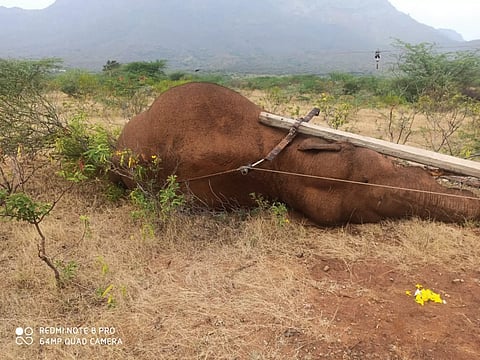 கோவையில் வனப்பகுதியில் மின் கம்பங்களை சுற்றி தடுப்பு வேலி