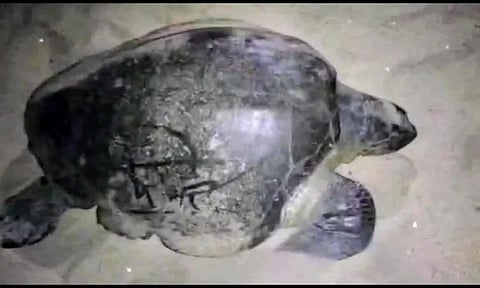 கரை ஒதுங்கிய அறிய வகை ஆமையை படத்தில் காணலாம்.