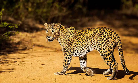 கோப்புப்டம்.&nbsp;