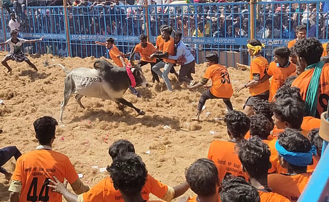 தேனிமலையில் ஜல்லிகட்டு