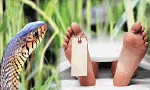 பாம்பு கடித்து பெண் பலி
