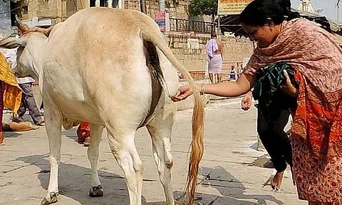 பசு மாட்டின் கோமியத்தை பருகுவது உடல் நலத்திற்கு ஏற்றதல்ல- விலங்குகள் ஆராய்ச்சி மையம் எச்சரிக்கை