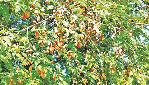 அத்தனுார்பட்டி  கிராமத்தில் புளிய மரத்தில் கொத்து கொத்தாக காய்த்துள்ள புளியம் பழங்கள்.