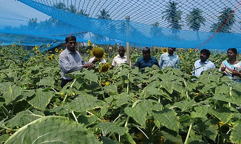 பவானிசாகர் வேளாண்மை ஆராய்ச்சி நிலையத்தில் அமைக்கப்பட்டிருந்த சூரியகாந்தி பயிர்களின் செயல்திறன் ஆய்வு செய்யப்பட்டது.