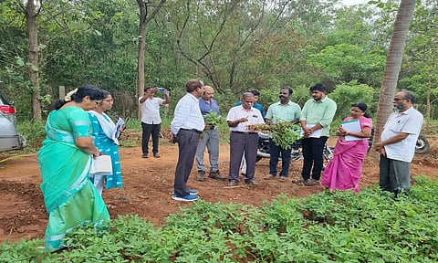 &nbsp;பண்ருட்டி வட்டார மாநில எண்ணெய் வித்து பண்ணையில்வேளாண்மைதுறை இயக்குனர்அண்ணாதுரை ஆய்வு செய்தார்.