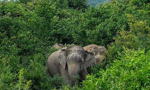 தருமபுரி, கிருஷ்ணகிரியில் கடந்த 2 மாதத்தில் காட்டுயானைகள் தாக்கி 6 பேர் சாவு