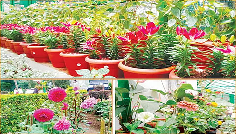 ஏழைகளின்  ஊட்டி ஏற்காட்டில் கோடைவிழா, மலர் கண்காட்சி வருகிற 21-ந்தேதி தொடங்கி 8 நாட்கள் நடைபெறுகிறது. இதற்காக ஏற்காடு அண்ணா பூங்காவில் ஏராளமான மலர் தொட்டிகள் காட்சிக்கு வைக்கப்பட்டுள்ளன. அதில் பூத்து குலுங்கும் மலர்களை படத்தில் காணலாம்.