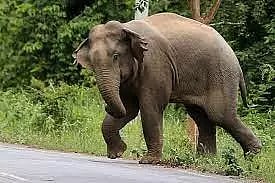 ஒற்றை யானை தாக்கி விவசாயி காயம்
