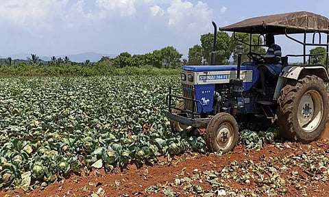 உரிய விலை கிடைக்காததால் 5 ஏக்கர்  முட்டைகோசை உழவு செய்து அளித்த விவசாயி