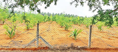 உடன்குடி பகுதியில் பயிரிடப்பட்டுள்ள  தென்னை, முருங்கை மரங்களை படத்தில் காணலாம்.
