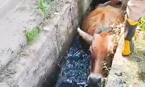 தீயணைப்பு நிலைய  வீரர்கள் விரைந்து வந்து மாட்டை மீட்ட காட்சி.