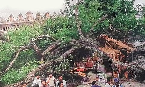 கோவில் வளாகத்தில் முறிந்து விழுந்த அரச மரத்தை காணலாம்