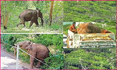 அரிக்கொம்பன் யானை பிடிபட்டது