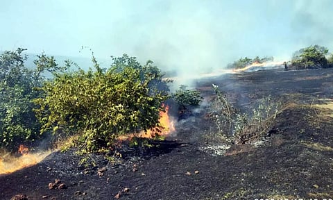 முந்திரி தோப்பில் தீ விபத்து