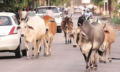 கோப்பு படம்.