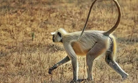 திருவனந்தபுரம் வனவிலங்கு பூங்காவில் இருந்து தப்பிய அனுமன் குரங்கு