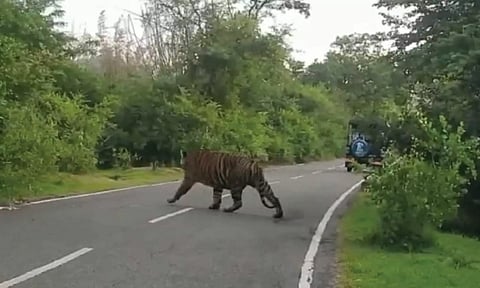 ரோட்டை கடந்து சென்ற புலியை படத்தில் காணலாம்.