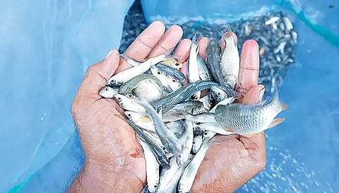 மேட்டூர் அரசு மீன் பண்ணையில் 2 ஆண்டுகளில் 35.97 கோடி மீன் குஞ்சுகள் உற்பத்தி