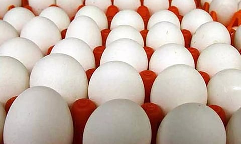 நாமக்கல் மண்டலத்தில் முட்டை விலை உயர்வு