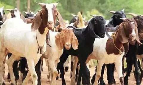 பக்ரீத் பண்டிகை- சென்னைக்கு 70 ஆயிரம் ஆடுகள் விற்பனைக்காக வருகிறது