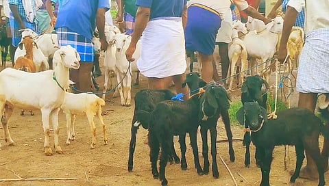 விற்பனைக்கு வந்த ஆடுகளை படத்தில் காணலாம்.
