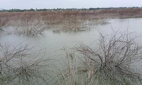 &nbsp;தொடர் தண்ணீர் தேக்கத்தின் காரணமாக சீமை கருவேல மரங்கள் அழுகி உள்ளதை படத்தில் காணலாம்.
