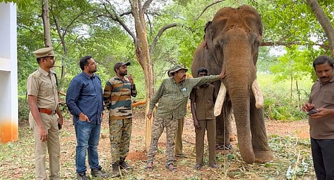 3 மணி நேரம் ஒரே இடத்தில் முகாமிட்டு பலாப்பழத்தை ருசித்த பாகுபலி யானை