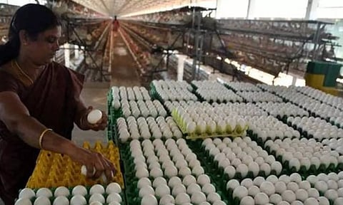 நாமக்கல் மண்டலத்தில் முட்டை விலை 10 காசுகள் சரிவு- ரூ.5.40 ஆக நிர்ணயம்