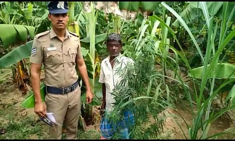 திருப்பத்தூர் அருகே வாழைத்தோப்பில் கஞ்சா செடி வளர்த்த விவசாயி ராமனை போலீசார் கைது செய்த காட்சி.