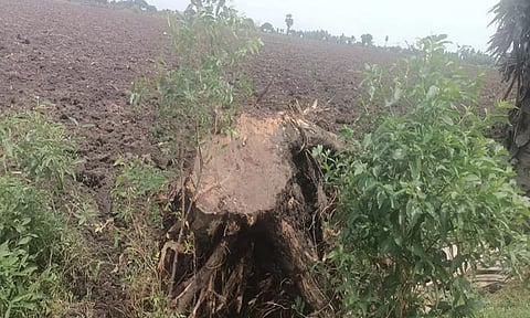 திட்டக்குடி அருகே கோவிலுக்கு சொந்தமான நிலத்தில் இருந்த பழமை வாய்ந்த மரம் வெட்டப்பட்டுள்ள காட்சி.