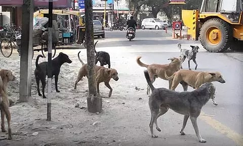 குமாரபாளையத்தில் சுற்றித்திரியும் தெருநாய்கள்.&nbsp;