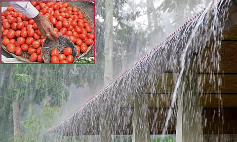 வடமாநிலங்களில் பலத்த மழை- தக்காளி விலை மேலும் உயர வாய்ப்பு