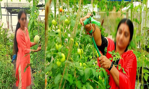 சமையலுக்கு வீட்டிலேயே காய்கறிகள்: பெண்களே மாடித்தோட்டம் அமையுங்கள்...!