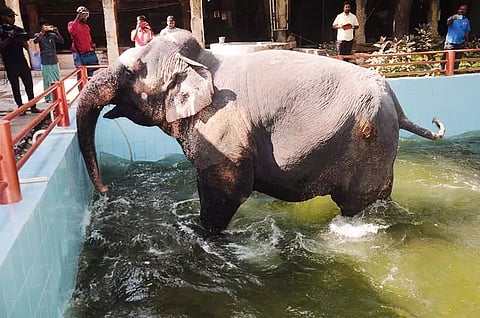 மதுரை மீனாட்சி அம்மன் கோவில் யானை பார்வதி.
