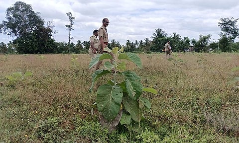 கெட்டுப்பட்டி பகுதியில் நடவு செய்துள்ள மரக்கன்றுகளை வனத்துறையினர் பார்வையிட்ட   போது எடுத்த படம்.