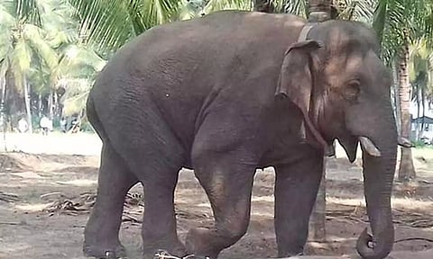 மக்னா யானையை விரட்ட கும்கி சின்னத்தம்பி யானை வரவழைப்பு