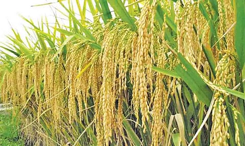 உரிமம் பெறாத நாற்று பண்ணைகளில் நெல், காய்கறி நாற்றுகள் வாங்க வேண்டாம்- அதிகாரி தகவல்