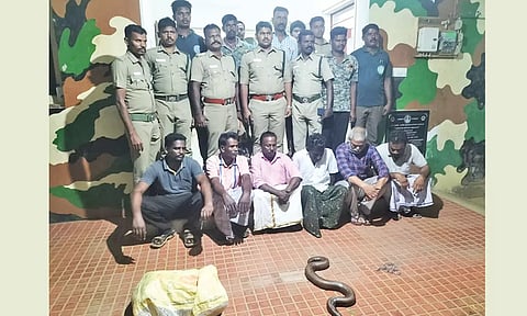வனத்துறையினர் கைது செய்த 6 பேரையும், பறிமுதல் செய்த மண்ணுளி பாம்பையும் காணலாம் 