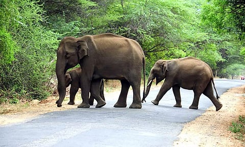 கூடலூர் அருகே ஊருக்குள் புகுந்த காட்டுயானைகள்