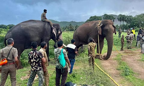 கயிறு கட்டி அந்த யானை நிறுத்தி வைக்கப்பட்டிருந்த காட்சி.&nbsp;