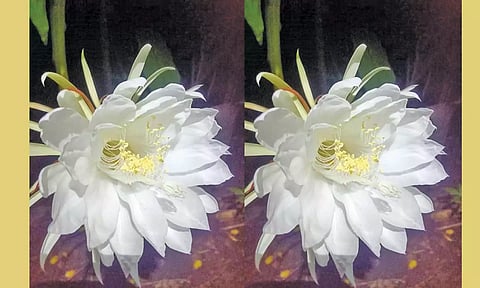 இரவில் பூத்த பிரம்ம கமலம் பூ.