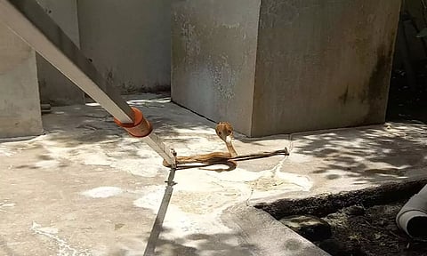 ஆசிரியர் வீட்டில் புகுந்த நல்ல பாம்பு