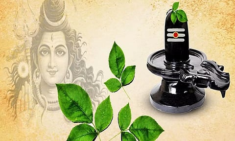 சிவ மூலிகைகளின்சிகரம் -வில்வம்