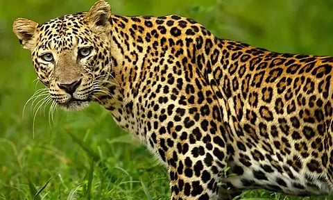 திருப்பதியில் மலையில் இருந்து கீழே இறங்கிய சிறுத்தை பல்கலைக்கழக வளாகத்தில் நடமாட்டம்