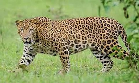 திருப்பதி மலைப்பாதையில் கூண்டில் சிக்கிய சிறுத்தைகளை வனப்பகுதியில் விட பக்தர்கள் எதிர்ப்பு