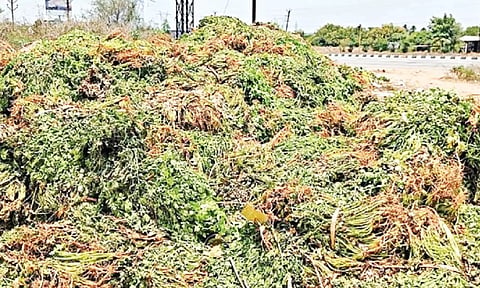 விலைசரிவால் சாலையோரம் கொட்டப்படும் கொத்தமல்லி: விவசாயிகளுக்கு வேளாண் துறை பயிர் சாகுபடி வழிகாட்டுதல் வழங்க வேண்டும்