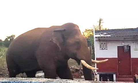 மேட்டுப்பாளையம்-ஊட்டி சாலையை ஒய்யாரமாக கடந்த பாகுபலி யானை